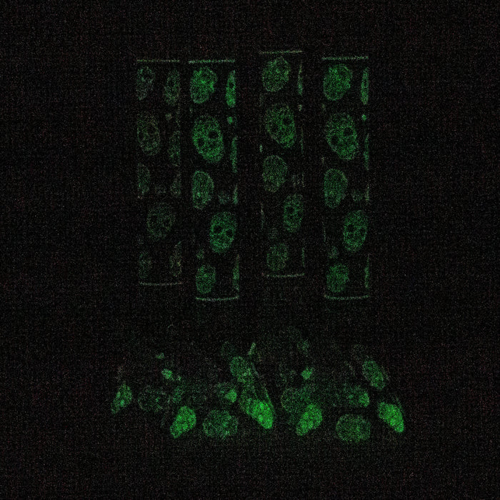 18" Skull Glow in the dark 7 mm glass water bong | Jupiter Grass