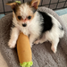 B the Blunt - Squeaky Parody Dog Toy - 10" | Jupiter Grass