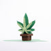 Intricate Greetings | Cannabis Leaf 3D Pop-Up Card – For Any Occasion | Jupiter Grass