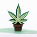 Intricate Greetings | Cannabis Leaf 3D pop-up Cards-Birthday | Jupiter Grass
